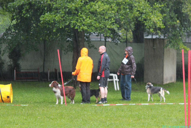 Dog-Walk_22