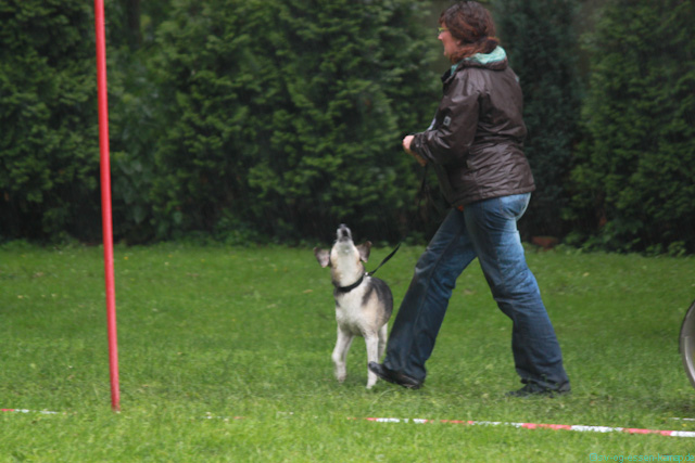 Dog-Walk_26